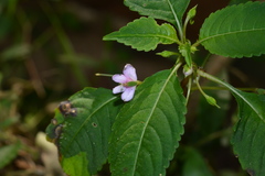 Impatiens dasysperma
